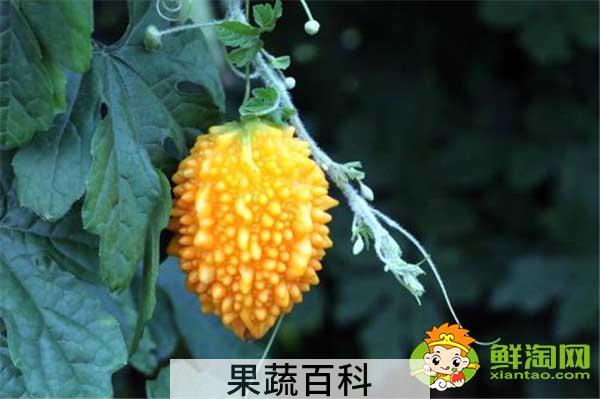 金铃子是苦瓜吗，金铃子几月份成熟