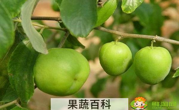 大青枣一年结几次果，大青枣喷什么药能结果多
