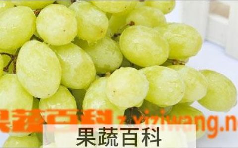 青提的功效与作用吃法 青提有什么功效