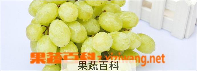果蔬百科青提的功效与作用