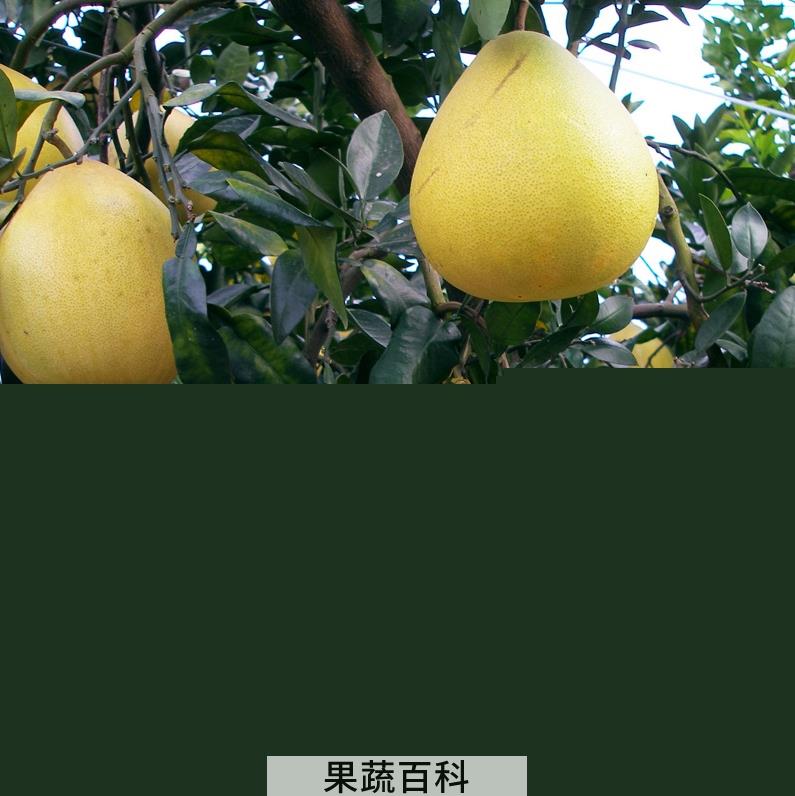 果蔬百科文旦的功效与作用