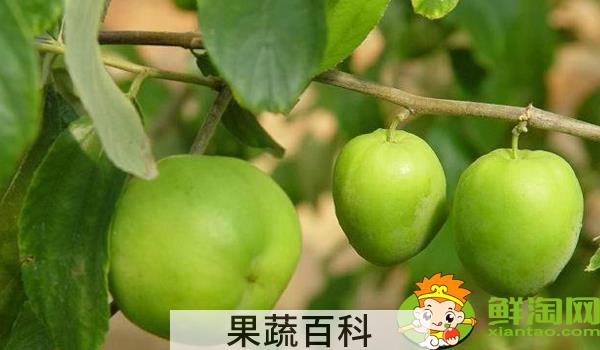 台湾大青枣有多大，台湾青枣大的好还是小的好吃