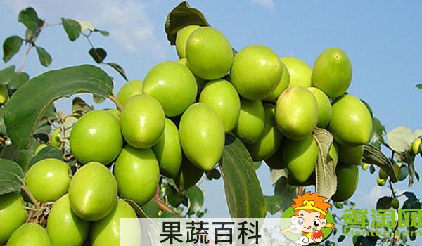 台湾大青枣有多大，台湾青枣大的好还是小的好吃