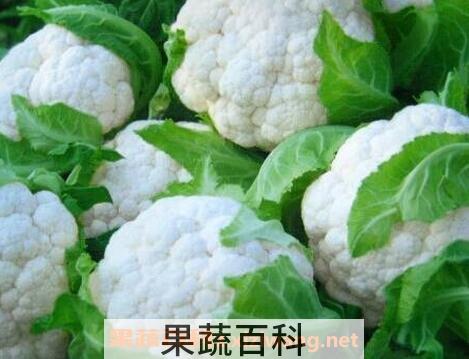 白椰菜的功效与作用