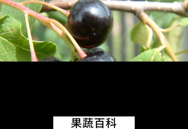 果蔬百科黑樱桃的食疗功效有哪些