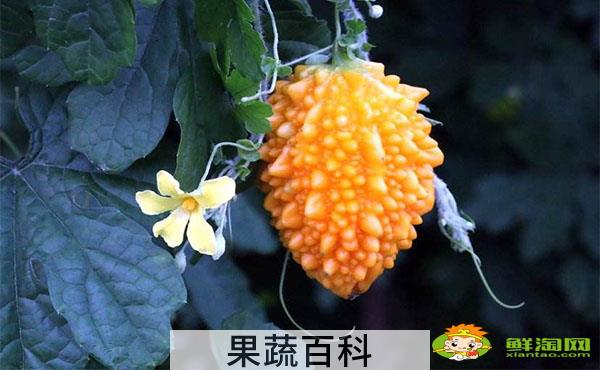 水果金铃子外面皮可以吃吗，金铃子的做法