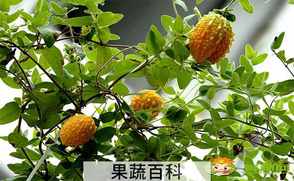 水果金铃子外面皮可以吃吗，金铃子的做法