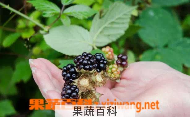 果蔬百科黑莓的功效与作用