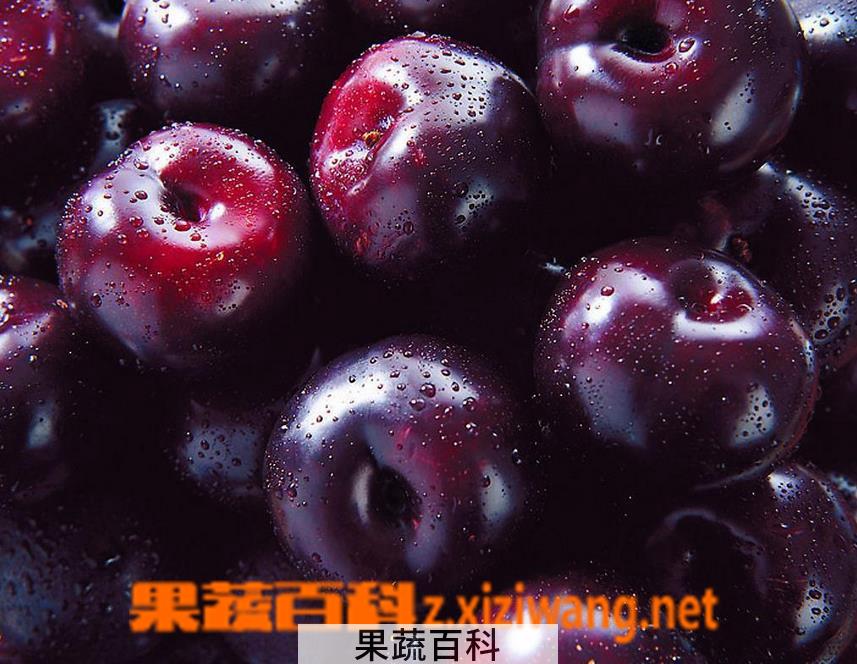 果蔬百科黑李的功效与作用