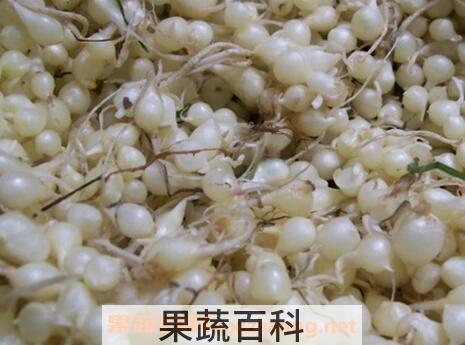 小蒜的功效与作用