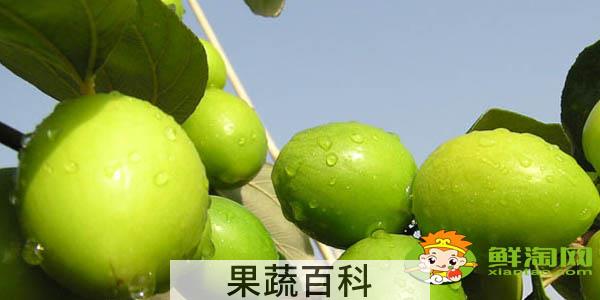 台湾大青枣几月份能成熟，台湾大青枣哪个品种甜