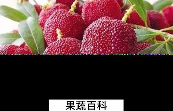 果蔬百科杨梅不能和什么一起吃