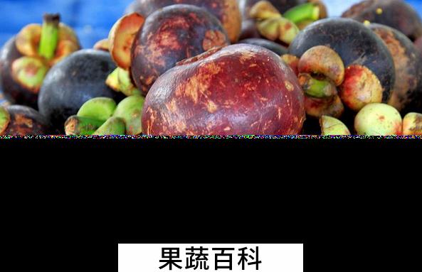 果蔬百科山竹的营养价值与功效