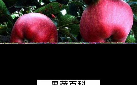 蛇果和苹果的区别有哪些呢 蛇果和苹果的区别有哪些图片