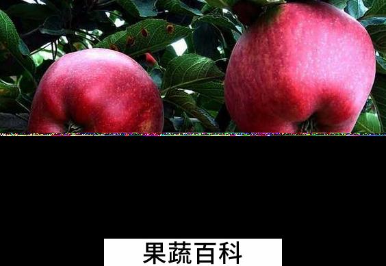 果蔬百科蛇果和苹果的区别有哪些