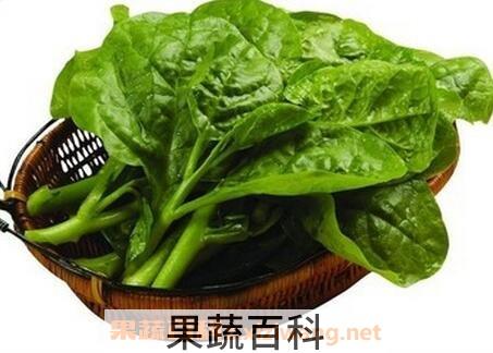 老鼠耳有什么营养价值