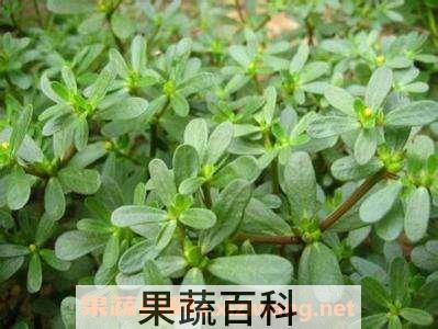 老鼠耳
