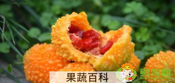 金铃子一天可以吃几个，金铃子哪个品种好吃