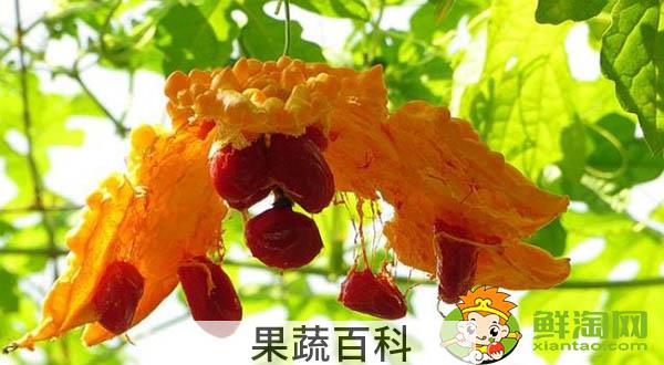 金铃子一天可以吃几个，金铃子哪个品种好吃