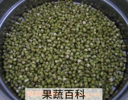 绿豆芽怎么发 绿豆芽的做法步骤教程