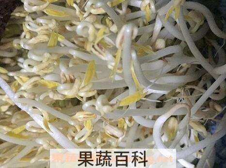 绿豆芽怎么发 绿豆芽的做法步骤教程