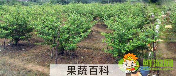 青枣什么季节上市，青枣哪个品种最好