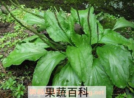 驴耳朵草怎么做菜吃