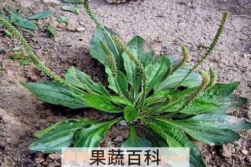驴耳朵草