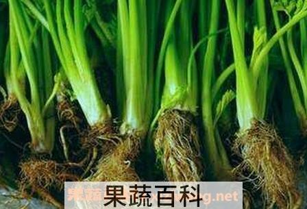 煮芹菜根水的功效与作用