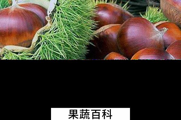 果蔬百科板栗的药用价值与功效