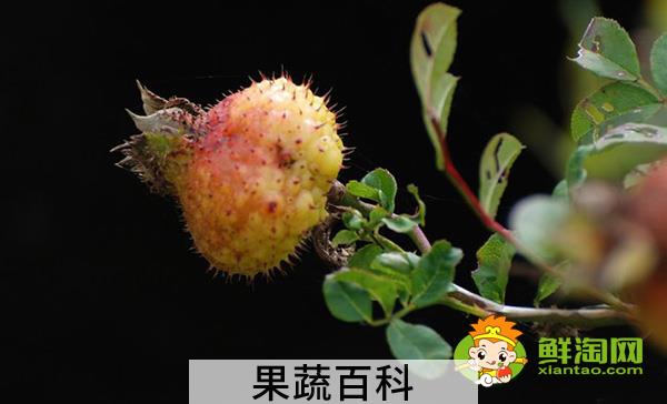 新鲜刺梨怎么处理，刺梨应该怎么吃
