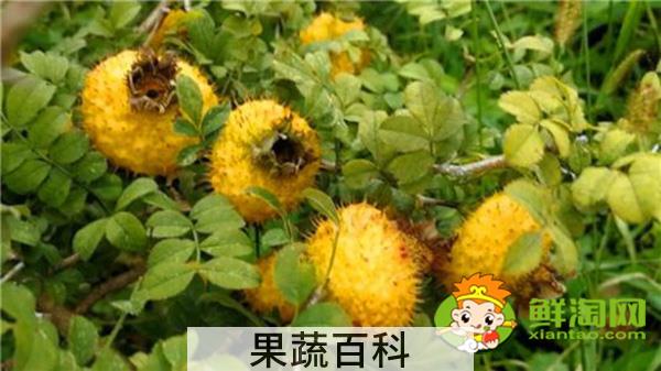 新鲜刺梨怎么处理，刺梨应该怎么吃