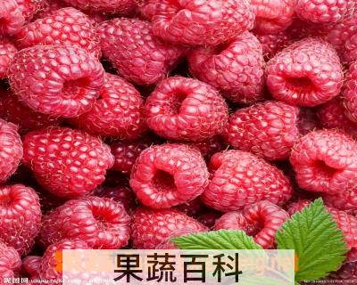 果蔬百科覆盆子的功效与作用