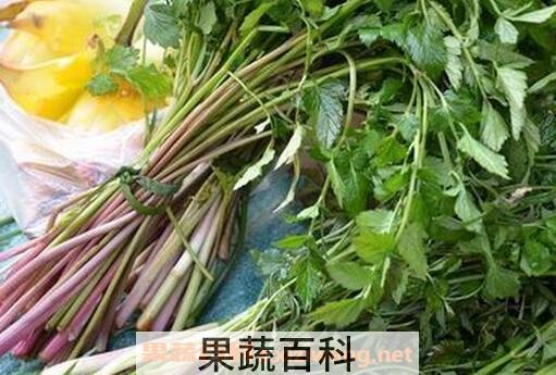 紫色芹菜叫什么芹 紫色芹菜的营养价值