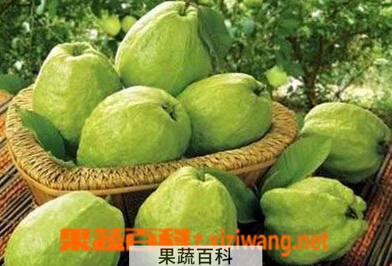 果蔬百科芭乐的功效与作用