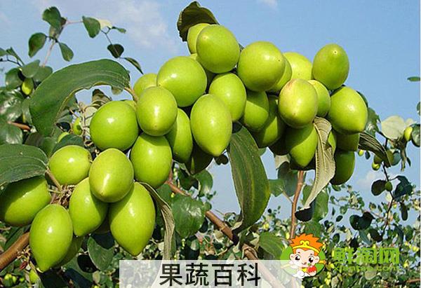 青枣熟了就是红枣吗，青枣可以怎么吃