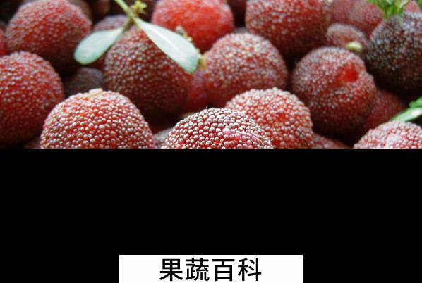 果蔬百科杨梅的营养价值与功效