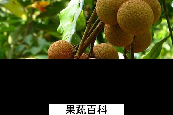 果蔬百科吃龙眼会上火吗