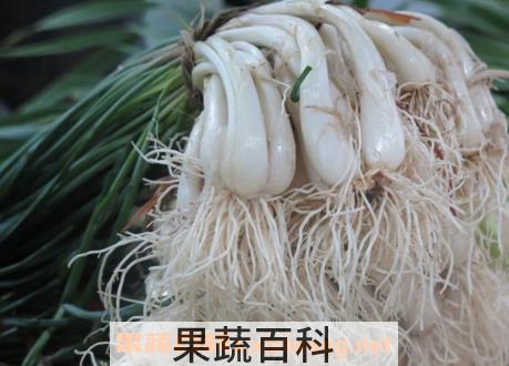 水胡葱