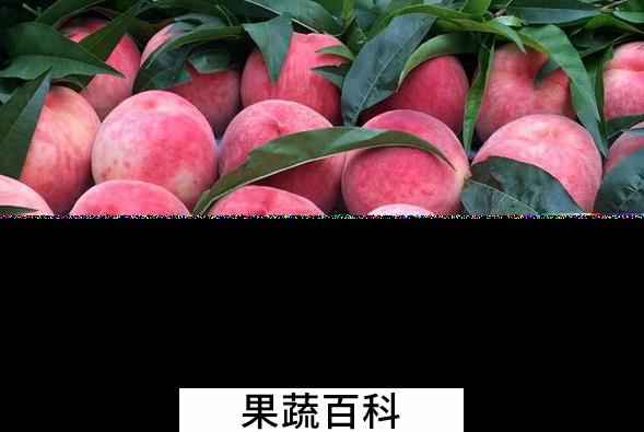 果蔬百科吃桃子要注意什么