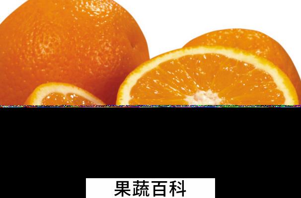 果蔬百科橙子的营养价值