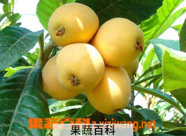 果蔬百科怎么催熟枇杷