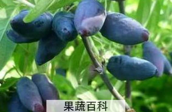 果蔬百科蓝靓果的常见吃法
