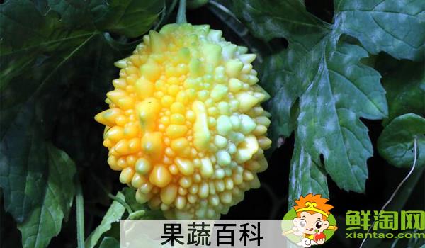 金铃子什么时候可以吃，金铃子成熟季节