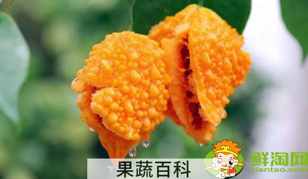 金铃子什么时候可以吃，金铃子成熟季节