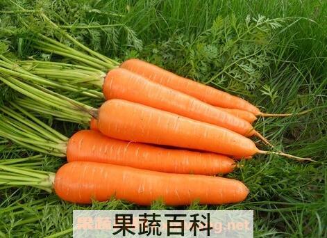 胡萝卜素的作用与功能