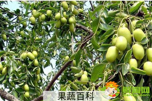小青枣可以泡酒吗，小青枣泡酒的功效与作用