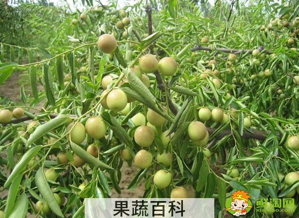 小青枣可以泡酒吗，小青枣泡酒的功效与作用