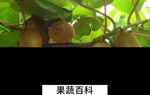 果蔬百科猕猴桃的药用价值