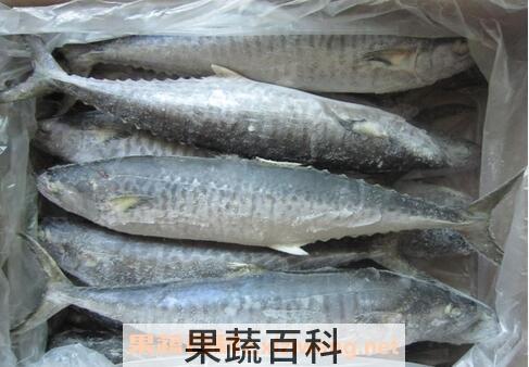 马鲛鱼的功效与作用